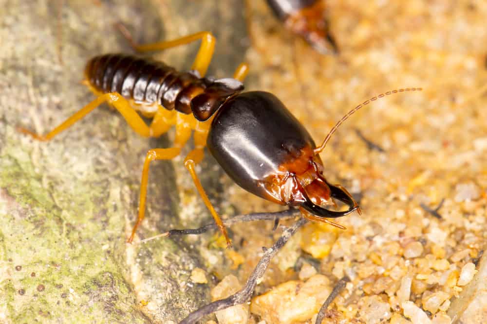 can termites live in mattress